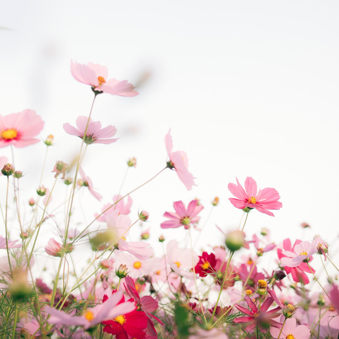 Mindfulness Based Stress Reduction – MBSR Online – Spring Edition